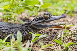 A captive Schneider's smooth-fronted caiman (Paleosuchus trigonatus), San Francisco Village A captive Schneider's smooth-fronted caiman (Paleosuchus trigonatus), San Francisco Village