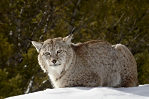 Captive Siberian lynx (Eurasian lynx) (Lynx lynx) in the snow, near Bozeman Captive Siberian lynx (Eurasian lynx) (Lynx lynx) in the snow, near Bozeman