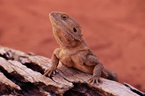 Central bearded dragon (Poona vitticeps) in captivity, Alice Springs, Northern Territory Central bearded dragon (Poona vitticeps) in captivity, Alice Springs, Northern Territory