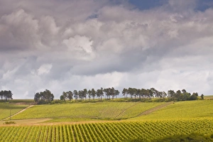 Champagne vineyards above the village of Noe les Mallets in the Cote des Bar area of Aube Champagne vineyards above the village of Noe les Mallets in the Cote des Bar area of Aube