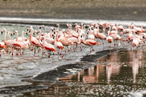 Chilean flamingos (Phoenicopterus chilensis) in Torres del Paine National Park, Patagonia Chilean flamingos (Phoenicopterus chilensis) in Torres del Paine National Park, Patagonia