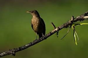 Clay Colored Thrush (Turdus Grayi), the national bird of Costa Rica, seen in Boca Tapada Clay Colored Thrush (Turdus Grayi), the national bird of Costa Rica, seen in Boca Tapada