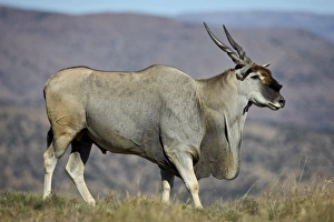 Common eland (Taurotragus oryx) buck, Mountain Zebra National Park, South Africa, Africa Common eland (Taurotragus oryx) buck, Mountain Zebra National Park, South Africa, Africa