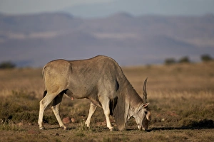 Common eland (Taurotragus oryx) buck feeding, Mountain Zebra National Park, South Africa Common eland (Taurotragus oryx) buck feeding, Mountain Zebra National Park, South Africa