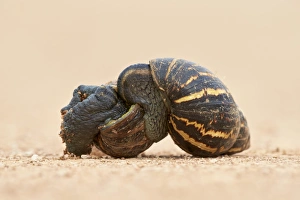 Two East African land snail (Giant African land snail) (Achatina fulica) mating Two East African land snail (Giant African land snail) (Achatina fulica) mating