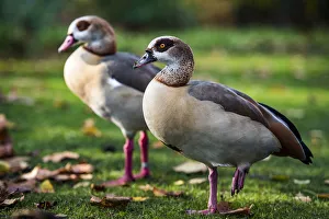 Egyptian Geese in Regents Park, one of the Royal Parks of London, England, United Kingdom Egyptian Geese in Regents Park, one of the Royal Parks of London, England, United Kingdom