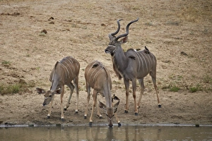 Greater kKudu (Tragelaphus strepsiceros) buck with two doe drinking, Kruger National Park Greater kKudu (Tragelaphus strepsiceros) buck with two doe drinking, Kruger National Park