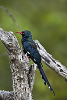 Green wood hoopoe (red-billed wood hoopoe) (Phoeniculus purpureus), Kruger National Park Green wood hoopoe (red-billed wood hoopoe) (Phoeniculus purpureus), Kruger National Park