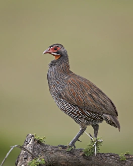 Grey-breasted spurfowl (gray-breasted spurfowl) (grey-breasted francoli) (gray-breasted francolin) (Francolinus rufopictus), Serengeti National Park, Tanzania, East Africa, Africa Grey-breasted spurfowl (gray-breasted spurfowl) (grey-breasted francoli) (gray-breasted francolin) (Francolinus rufopictus), Serengeti National Park, Tanzania, East Africa, Africa