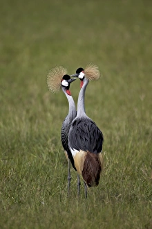 Grey crowned crane (Southern crowned crane) (Balearica regulorum) pair, Ngorongoro Crater Grey crowned crane (Southern crowned crane) (Balearica regulorum) pair, Ngorongoro Crater