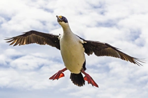 Imperial shag (Phalacrocorax atriceps albiventer) in flight, New Island, Falkland Islands Imperial shag (Phalacrocorax atriceps albiventer) in flight, New Island, Falkland Islands