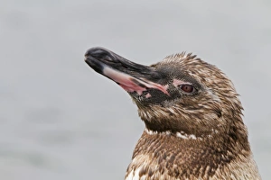 Juvenile Galapagos penguin (Spheniscus mendiculus), Fernandina Island, Galapagos Islands Juvenile Galapagos penguin (Spheniscus mendiculus), Fernandina Island, Galapagos Islands