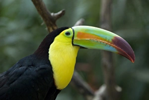 Keel-billed toucan (rainbow-billed toucan) (Ramphastos Sulfuratus), Macaw Mountain Bird Park Keel-billed toucan (rainbow-billed toucan) (Ramphastos Sulfuratus), Macaw Mountain Bird Park