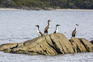 King cormorant (Phalacrocorax albiventer), Wildlife Conservation Society Preserve of Karukinka, Strait of Magellan, Chile, South America King cormorant (Phalacrocorax albiventer), Wildlife Conservation Society Preserve of Karukinka, Strait of Magellan, Chile, South America