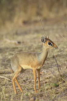 Kirk's dik dik (dik-dik) (Madoqua kirkii) Kirk's dik dik (dik-dik) (Madoqua kirkii)