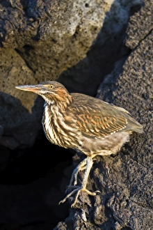 Lava heron (striated heron) (Butorides striata), Puerto Egas, Santiago Island, Galapagos Lava heron (striated heron) (Butorides striata), Puerto Egas, Santiago Island, Galapagos