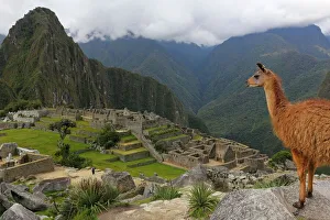 Llama standing at Machu Picchu viewpoint, UNESCO World Heritage Site, Peru, South America Llama standing at Machu Picchu viewpoint, UNESCO World Heritage Site, Peru, South America