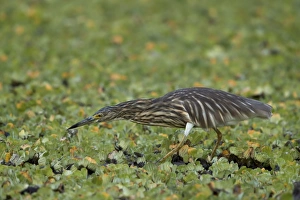 Malagasy Pond Heron Malagasy Pond Heron
