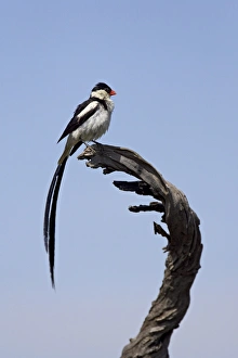 Male pin-tailed whydah (Vidua macroura), Pilanesberg National Park, South Africa, Africa Male pin-tailed whydah (Vidua macroura), Pilanesberg National Park, South Africa, Africa