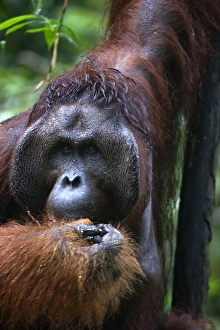 Mature male orangutan at Semenggoh Orangutan Rehabilitation Centre, 740 hectares of primary forest near Kuching in Sarawak, Borneo, Malaysia, Southeast Asia, Asia Mature male orangutan at Semenggoh Orangutan Rehabilitation Centre, 740 hectares of primary forest near Kuching in Sarawak, Borneo, Malaysia, Southeast Asia, Asia