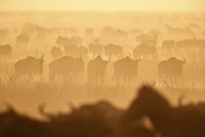 The Migration, blue wildebeest (Connochaetes taurinus) and common zebra (Equus burchelli) The Migration, blue wildebeest (Connochaetes taurinus) and common zebra (Equus burchelli)