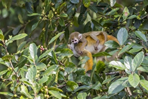 Mother common squirrel monkey (Saimiri sciureus) with infant in the trees on the Nauta Cao Mother common squirrel monkey (Saimiri sciureus) with infant in the trees on the Nauta Cao