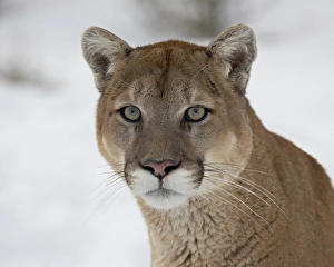 Mountain Lion (Cougar) (Felis concolor) in snow in captivity, near Bozeman Mountain Lion (Cougar) (Felis concolor) in snow in captivity, near Bozeman
