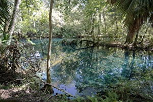 Natural Springs at Silver Springs State Park, where the original Johnny Weismuller Natural Springs at Silver Springs State Park, where the original Johnny Weismuller