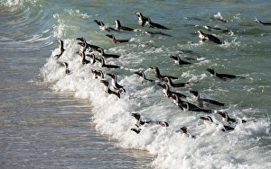 Penguins swimming in on the tide at Boulders Beach, Boulders Penguin Colony, Simons Town Penguins swimming in on the tide at Boulders Beach, Boulders Penguin Colony, Simons Town