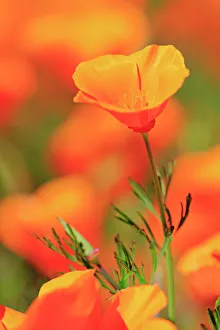 Poppy flowers, Malibu Creek State Park, Los Angeles, California, United States of America Poppy flowers, Malibu Creek State Park, Los Angeles, California, United States of America