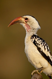 Red-billed hornbill (Tockus erythrorhynchus), Samburu National Reserve Red-billed hornbill (Tockus erythrorhynchus), Samburu National Reserve