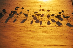 Red knots on Sunset Beach during golden sunrise, North Carolina, United States of America Red knots on Sunset Beach during golden sunrise, North Carolina, United States of America