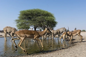 Remote camera image of greater kudus (Tragelaphus strepsiceros) and impalas (Aepyceros Remote camera image of greater kudus (Tragelaphus strepsiceros) and impalas (Aepyceros