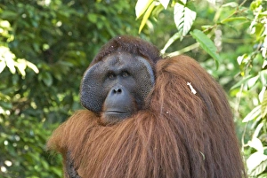 Semi-wild Orang Utan (Pongo pygmaeus) at Semengok Orangutan Sanctuary and Rehabilitation Centre Semi-wild Orang Utan (Pongo pygmaeus) at Semengok Orangutan Sanctuary and Rehabilitation Centre