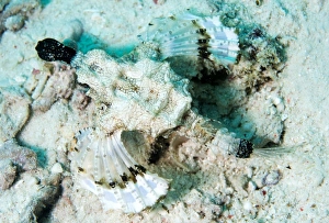 Short dragonfish (sea moth) (Dragon sea moth) (Europegasus draconis), Celebes Sea, Sabah Short dragonfish (sea moth) (Dragon sea moth) (Europegasus draconis), Celebes Sea, Sabah