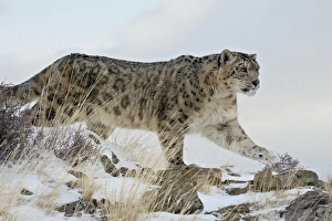 Snow Leopard (Uncia uncia), in captivity, near Bozeman, Montana, United States of America Snow Leopard (Uncia uncia), in captivity, near Bozeman, Montana, United States of America