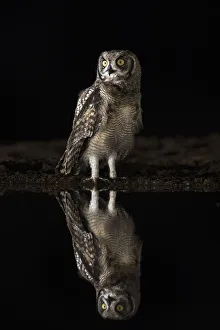 Spotted eagle owl (Bubo africanus) at night, Zimanga private game reserve, KwaZulu-Natal Spotted eagle owl (Bubo africanus) at night, Zimanga private game reserve, KwaZulu-Natal