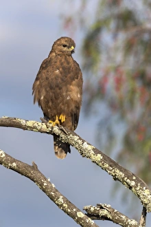 Steppe buzzard (Buteo vulpinus), Mountain Zebra National Park, Eastern Cape, South Africa Steppe buzzard (Buteo vulpinus), Mountain Zebra National Park, Eastern Cape, South Africa