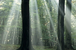 Sun's rays penetrating the forest Sun's rays penetrating the forest