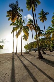 Tall palms and long shadows on the small beach at Marigot Bay, St. Lucia, Windward Islands Tall palms and long shadows on the small beach at Marigot Bay, St. Lucia, Windward Islands