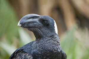 Thick-billed raven (Corvus crassirostris), Simien mountains National Park, Amhara region Thick-billed raven (Corvus crassirostris), Simien mountains National Park, Amhara region