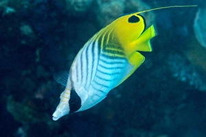 Thread fin butterflyfish (Chaetodon auriga), usually seen in pairs, Queensland, Australia Thread fin butterflyfish (Chaetodon auriga), usually seen in pairs, Queensland, Australia