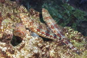 Variegated lizardfish (Synodus variegatus), Southern Thailand, Andaman Sea, Indian Ocean Variegated lizardfish (Synodus variegatus), Southern Thailand, Andaman Sea, Indian Ocean