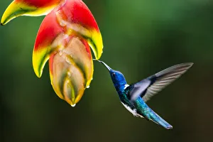 White-necked Jacobin (Florisuga mellivora) (Collared Hummingbird), Boca Tapada, Alajuela White-necked Jacobin (Florisuga mellivora) (Collared Hummingbird), Boca Tapada, Alajuela