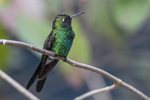 A wild adult Cuban emerald hummingbird (Chlorostilbon ricordii), Zapata National Park A wild adult Cuban emerald hummingbird (Chlorostilbon ricordii), Zapata National Park