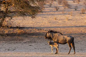 Wildebeest (Connochaetes taurinus) with calf, Kgalagadi Transfrontier Park, South Africa Wildebeest (Connochaetes taurinus) with calf, Kgalagadi Transfrontier Park, South Africa