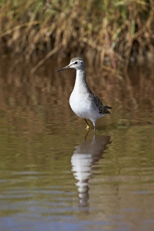 Wood sandpiper (Tringa glareola), Serengeti National Park, Tanzania, East Africa, Africa Wood sandpiper (Tringa glareola), Serengeti National Park, Tanzania, East Africa, Africa