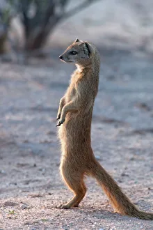 Yellow mongoose (Cynictis penicillata) Kgalagadi Transfrontier Park, South Africa, Africa Yellow mongoose (Cynictis penicillata) Kgalagadi Transfrontier Park, South Africa, Africa