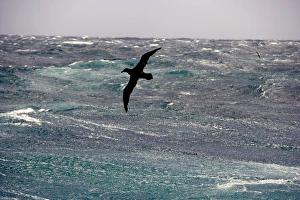 Antarctica, Drakes Passage Antarctica, Drakes Passage