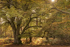 Autumnal woodland scene at Bolderwood, New Forest National Park, Hampshire, England Autumnal woodland scene at Bolderwood, New Forest National Park, Hampshire, England